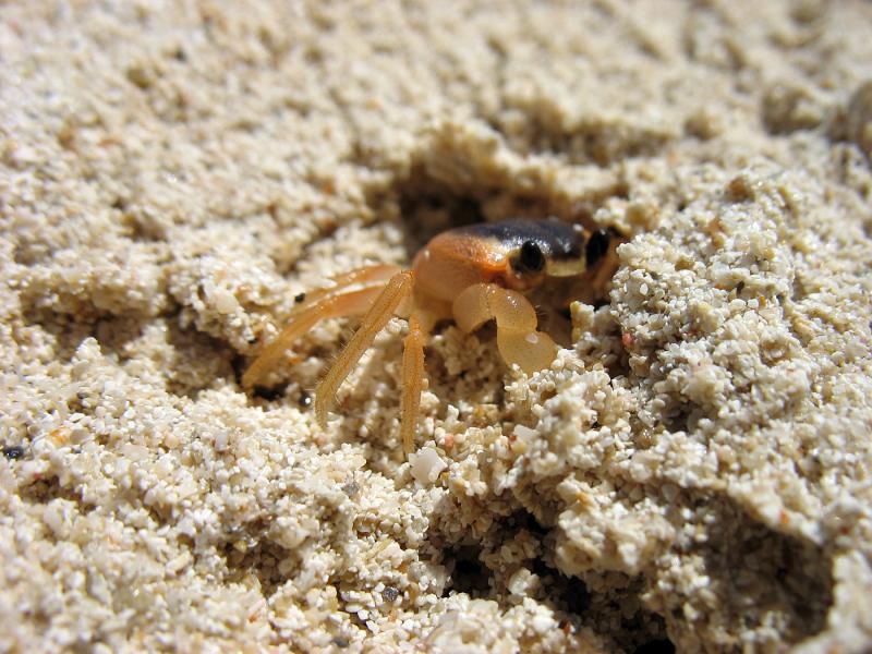IMG_8976.jpg - mini-crabe
