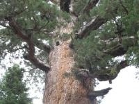 IMG 0587-0590a