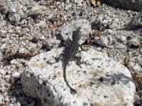 IMG 0966a