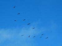 IMG 1141a