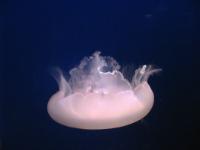 IMG 1362a