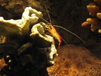 IMG 1383a