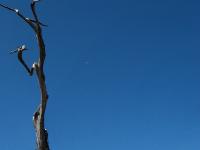 IMG 1626-1627a
