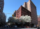 New York - 30 mars - 1 avril 2012  Arbres en fleurs -  Tribeca, au coin Hudson st. et Duane st.