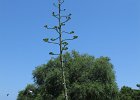 IMG 3960