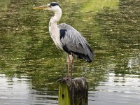 IMG 0489ra