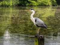 IMG 0491ra