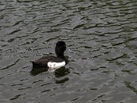 IMG 0497a