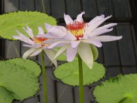IMG 6938
