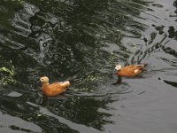 IMG 1430