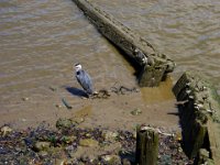 IMG 0803a