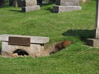 Mr. Groundhog!
