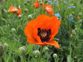 IMG_9233r