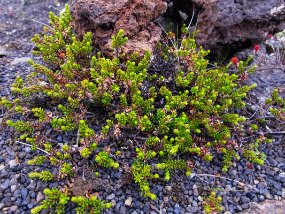 IMG_7204r