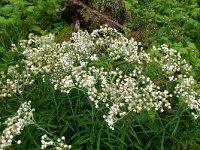 IMG_3444r