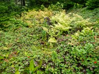 IMG_3446r