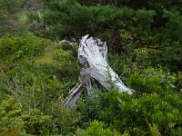IMG_2662r