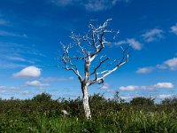 IMG_3222r